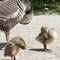 Gosling chicks at Slimbridge Gloucestershire, England