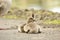 Gosling chicks at Slimbridge Gloucestershire, England