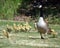 Gosling chicks with their mother
