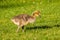 Gosling in the Grass - A newborn Canada Goose