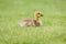 Gosling in the Grass - A newborn Canada Goose