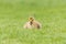 Gosling in the Grass - A newborn Canada Goose