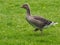 Gosling on a green meadow - anser anser