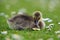Gosling laying in grass