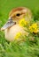 Gosling near flowers