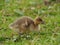 Gosling in a pasture Anser anser