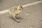 Gosling at Slimbridge Gloucestershire, England