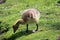 Gosling walking at the side of a pond looking for a titbit in the grass