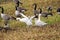 Gosling wing stretching