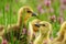 goslings