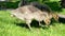 Goslings Canada goose, Brant canadian on green meadow with parents in bright sunlight in woodland area, Family Of ringed