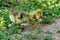 Goslings of the domestic gray geese among the grass