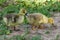 Goslings of the domestic gray geese among the grass