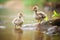 goslings flapping wings near a calm brook