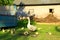 Goslings with goose on the grass of yard