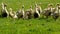 Goslings on a meadow animals farm