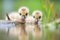 goslings peering curiously into the water