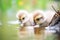 goslings peering curiously into the water