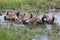 Goslings in Puddle Branta canadensis