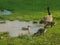 Goslings puddling playing