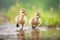 goslings shaking off water droplets near a lake