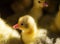 Goslings. Subsistence farming