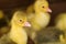 Goslings. Subsistence farming