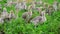 Goslings tweak the grass in yard