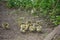 Goslings in West Stow Country Park, Suffolk