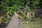 Goslings in West Stow Country Park, Suffolk