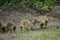 Goslings in West Stow Country Park, Suffolk