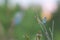 Gossamer-winged butterfly, Lycaenidae resting on plant