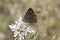 Gossamer-winged butterfly on a scabious bloom