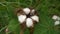 Gossypium is a genus of flowering plants in the tribe Gossypieae of the mallow family, Malvaceae, from which cotton is harvested.