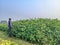 Gossypium hirsutum plant with a farmer green cotton field