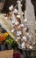 Gossypium hirsutum or upland cotton and Cortaderia selloana or pampas grass in a vase at the greek flowers shop in November