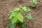 Gossypium hirsutum or upland cotton or Mexican cotton young plants at the plantation