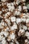 Gossypium hirsutum or upland cotton plant in a vase at the greek flowers shop, close-up