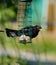 Got any more? Blackbird peeping from a nearly empty bird feeder.