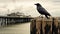 Gothic Atmosphere: Photographically Detailed Portrait Of A Crow On An Old Pier