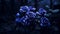 Gothic Dark Blue Roses: Moody Tones And Ultraviolet Photography