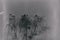 A gothic photograph of black birds sitting on a leafless birch