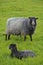 Gotland Ewe with Lamb