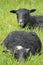 Gotland Lambs