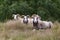 The Gotland sheep