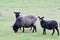 The Gotland sheep