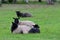 The Gotland sheep