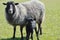 Gotland Sheep