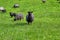 Gotland sheep grazing on a pasture in Skaraborg in Vaestra Goetaland in Sweden