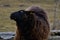 GOTLAND SHEEP - nordic breed of sheep known for curly grey wool